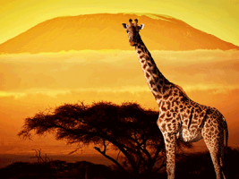 La Gran Migración: Kenia y Tanzania